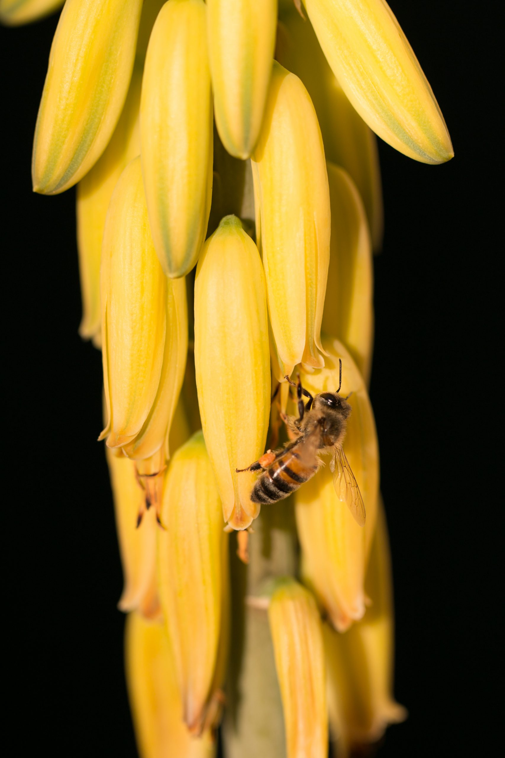 Fleur d'aloe et l'abeille en visite