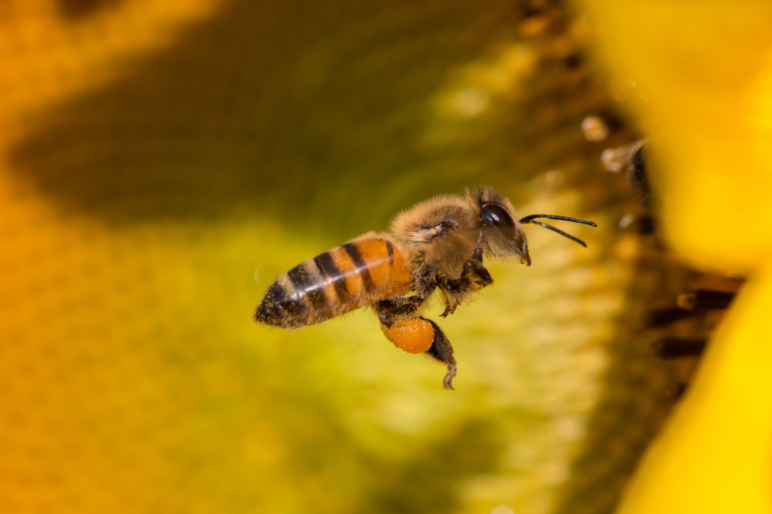 Une abeille avec du pollen plein les pattes