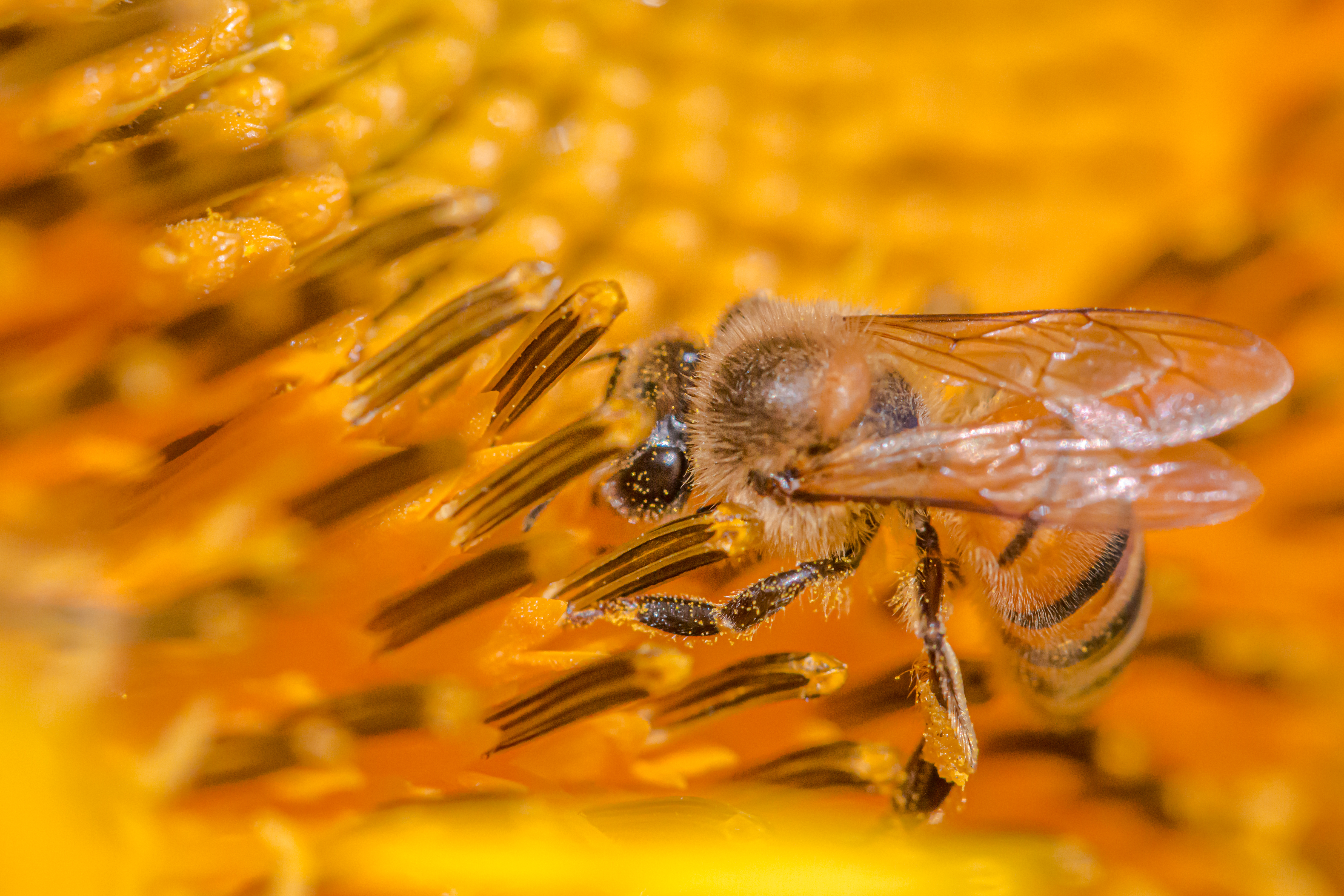 Une abeille noyée d'or
