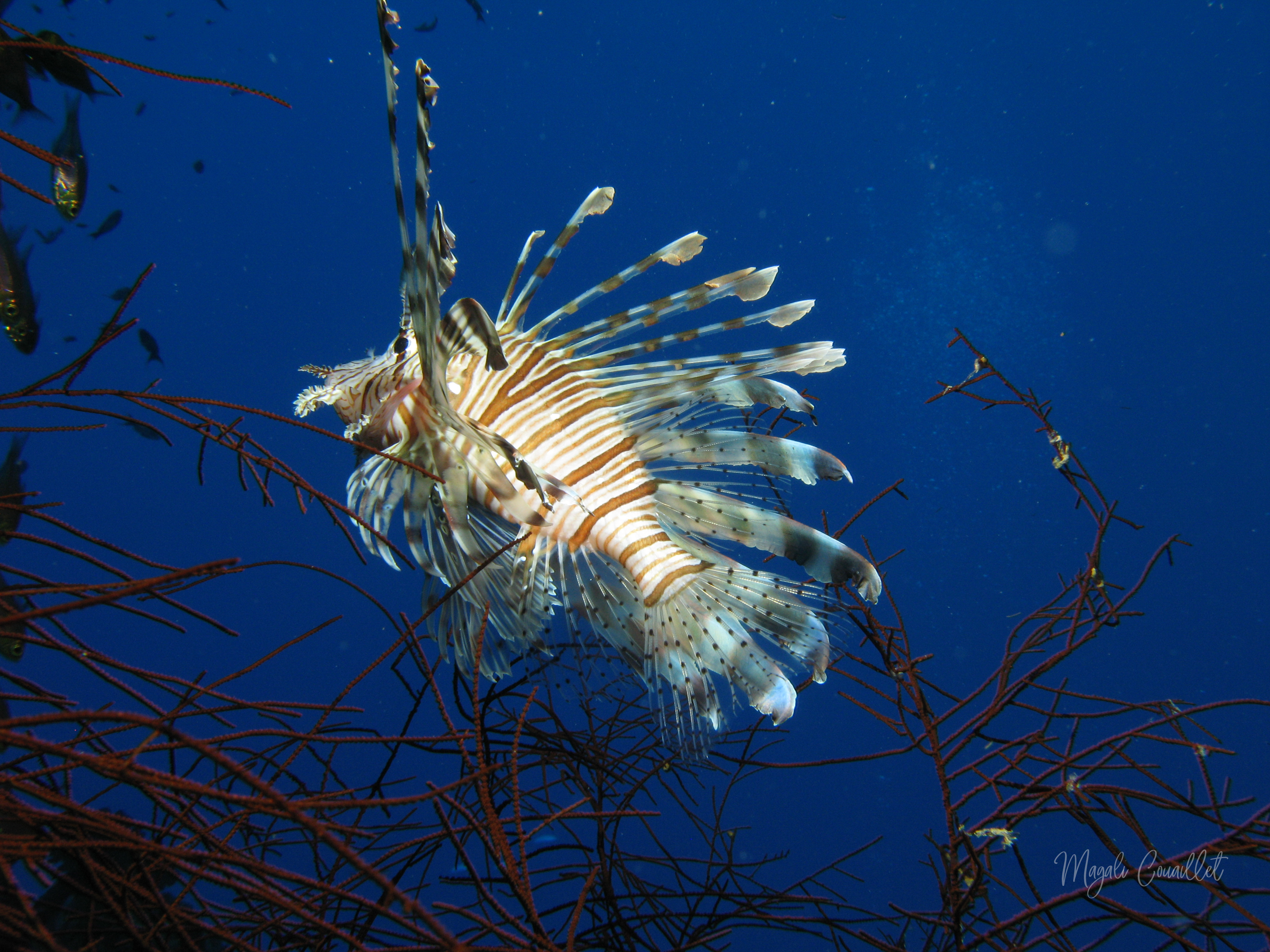 Rascasse volante - Red lionfish
