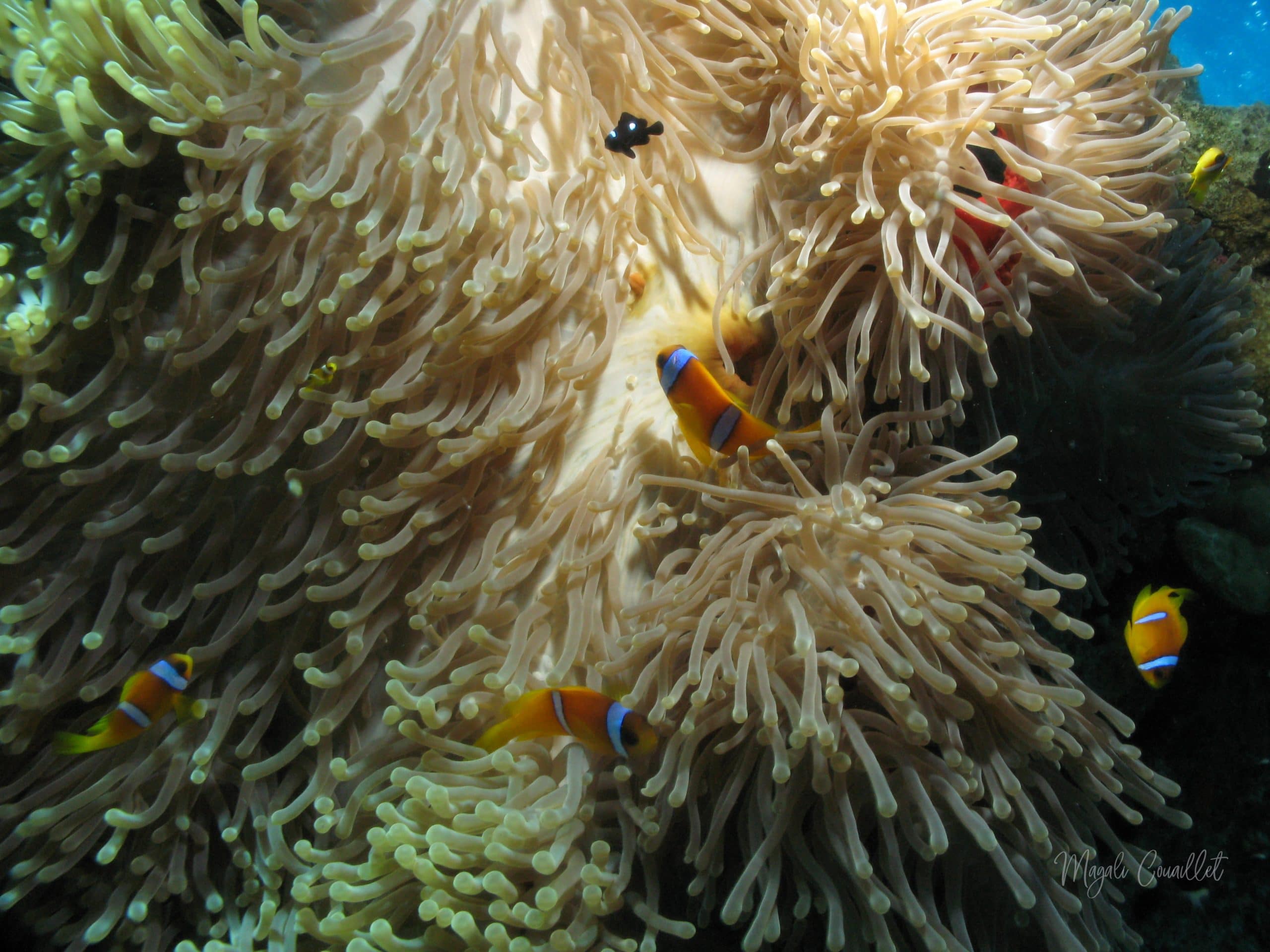 Anémone et poissons-clowns - Anemone and clownfishes