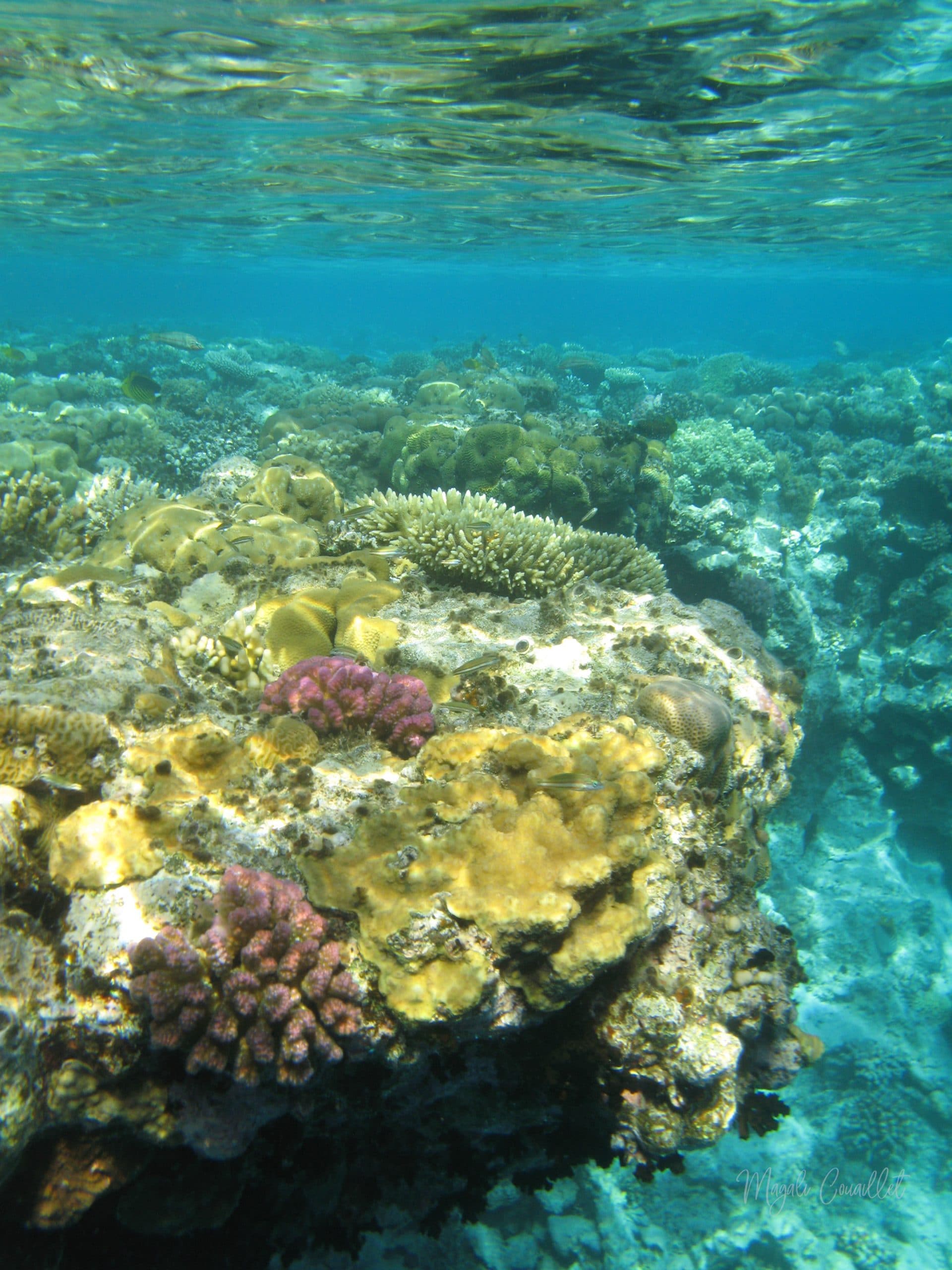 Récif corallien - Coral reef