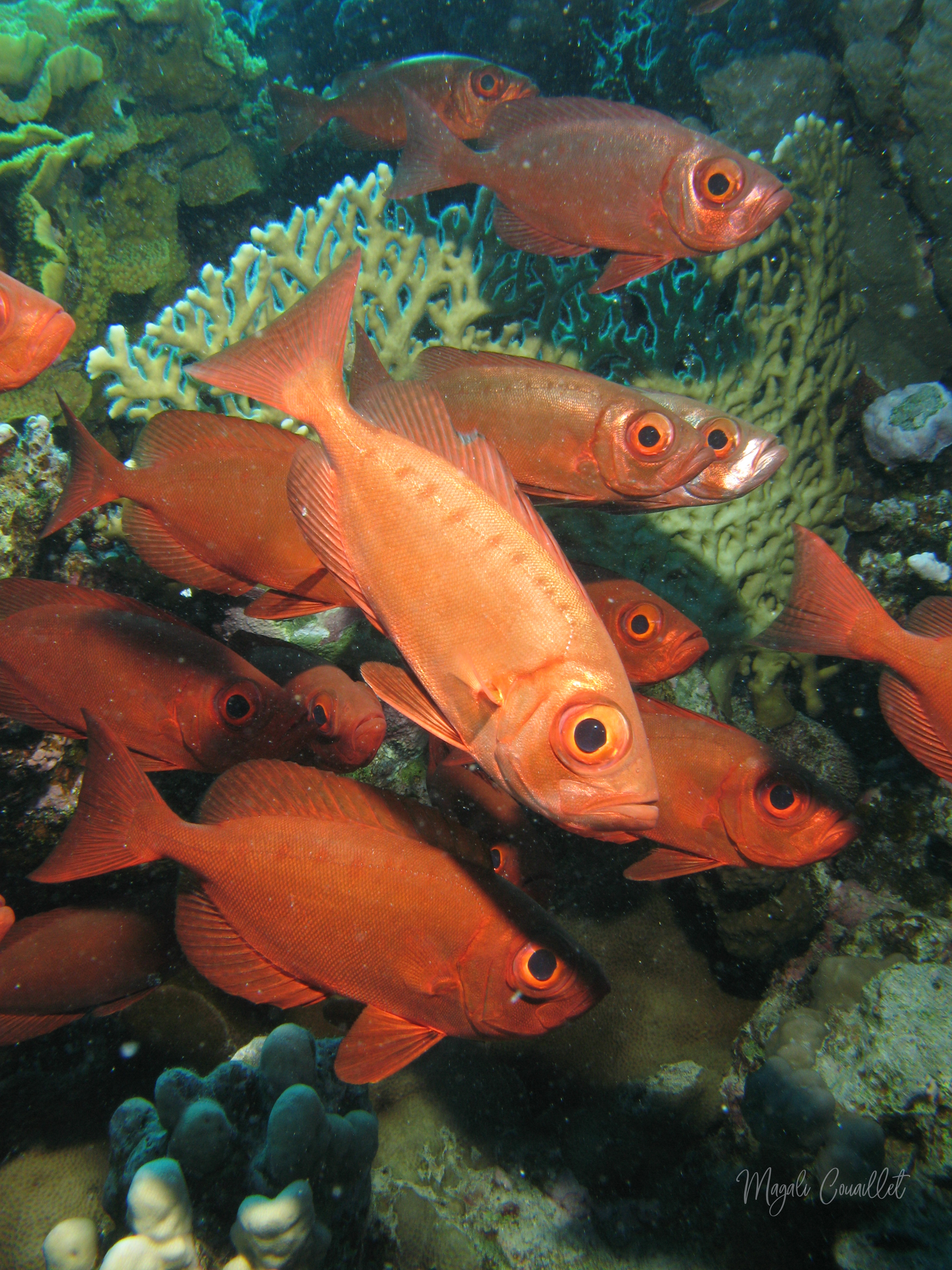 Poissons-soldats - Soldierfish