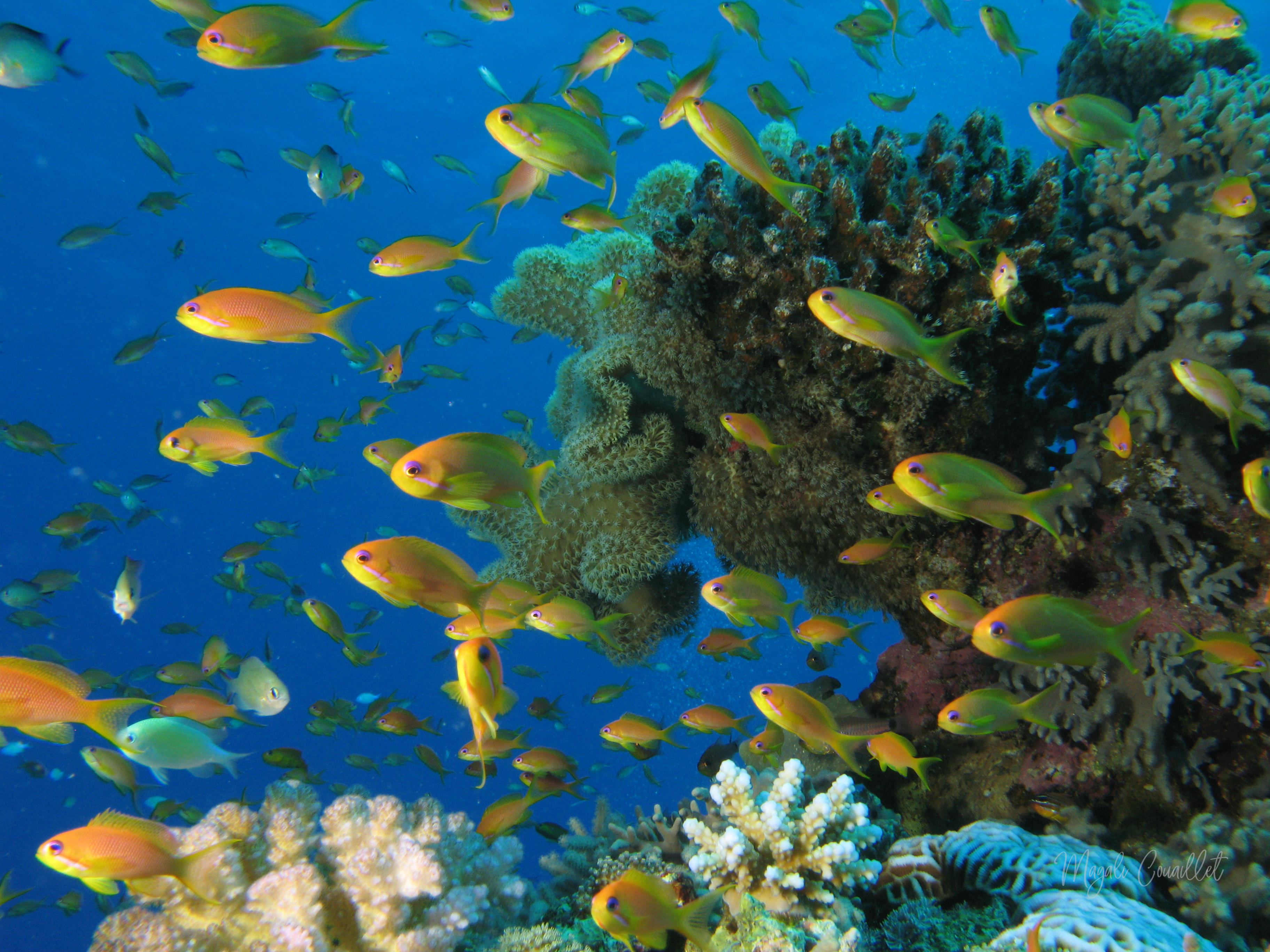 Poissons de récif corallien - Coral reef fishe