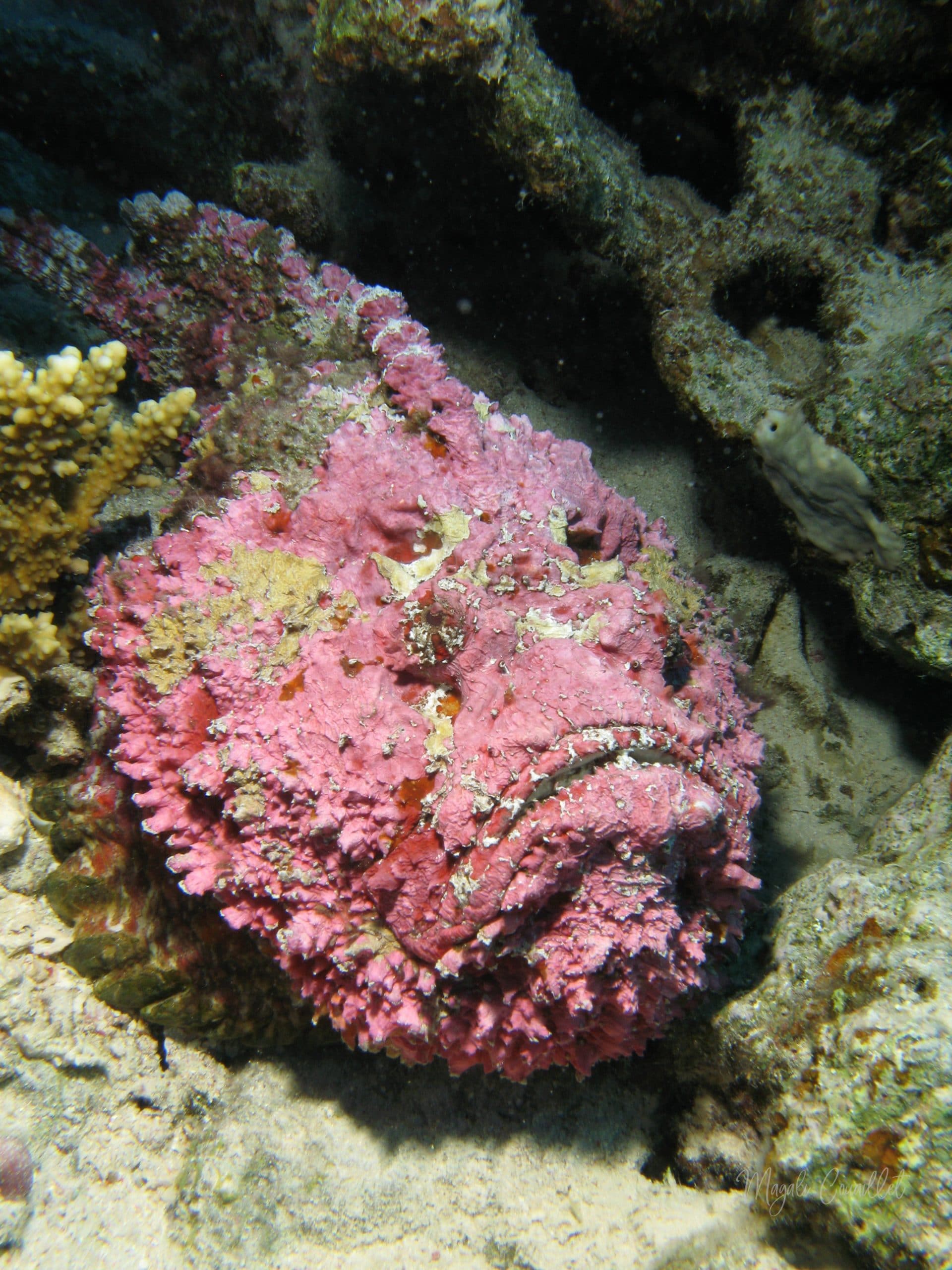 Poisson-pierre - Stonefish
