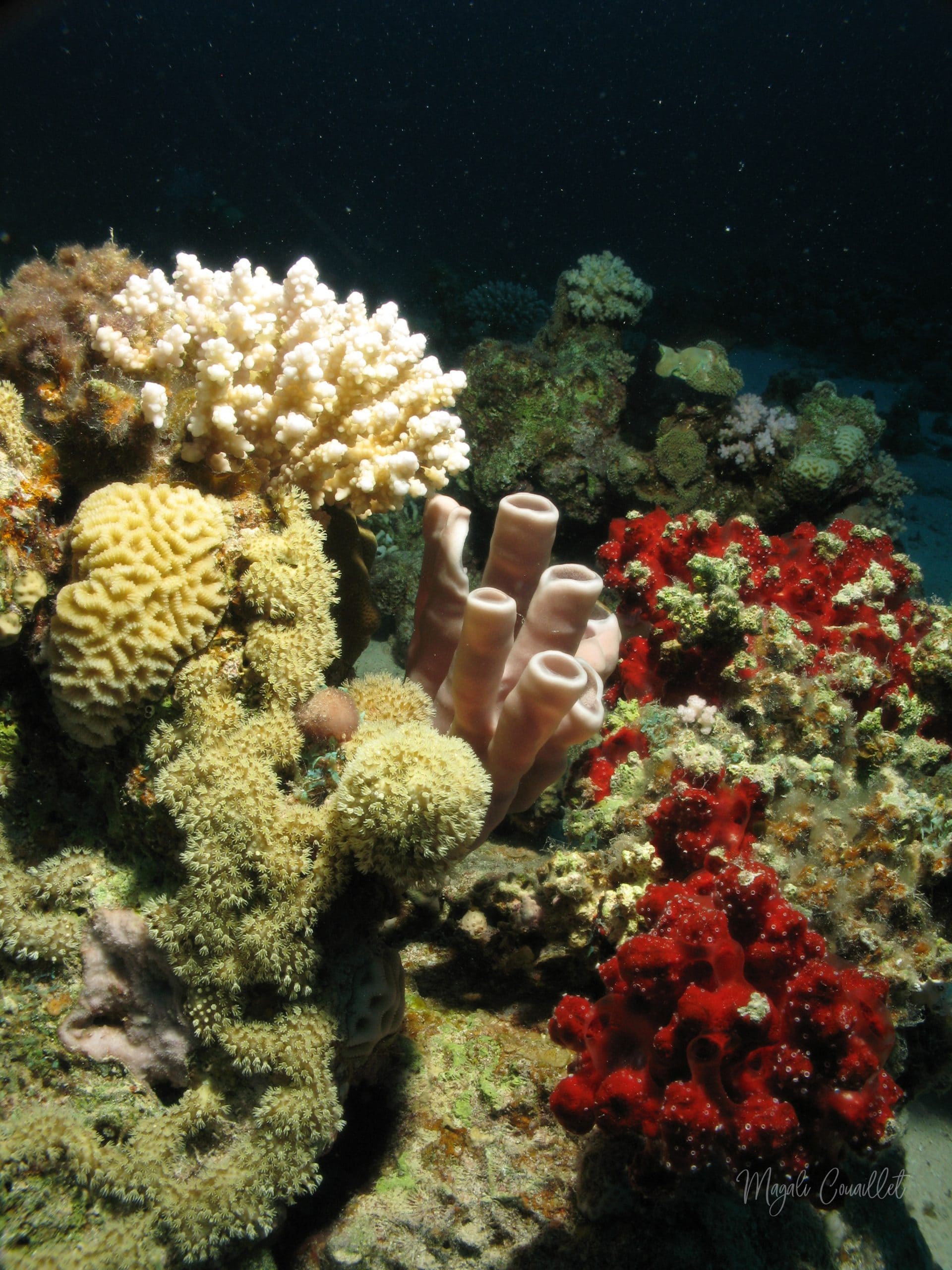 Récif Corallien - Coral reef